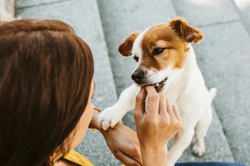 Jak oduczyć psa skakania na gości i cieszyć się spokojem w domu